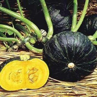 Sweet Mama Winter Squash Thumbnail